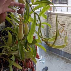 食虫植物:  ウツボカズラ  + ハエトリグサ + モウセンゴケの画像