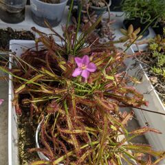 食虫植物:  ウツボカズラ  + ハエトリグサ + モウセンゴケの画像