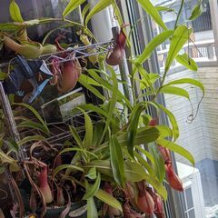 食虫植物:  ウツボカズラ  + ハエトリグサ + モウセンゴケの画像