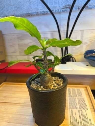 パキポディウムウインゾリー　グラキリス　コーデックス　塊根植物　観葉植物