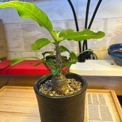 パキポディウムウインゾリー　グラキリス　コーデックス　塊根植物　...