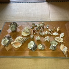 大きな貝殻(夜光貝)
