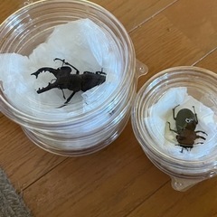 秋田県田沢産　ミヤマクワガタ♂3匹♀2匹No.2