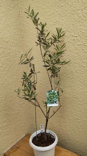 【植木】値下げしました‼️ オリーブの鉢植え(B)