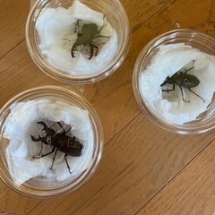 秋田県田沢産　ミヤマクワガタ♂3匹のみ　No.2