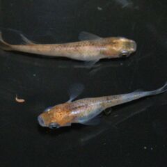 メダカ　越前三色　ペア　Mサイズ