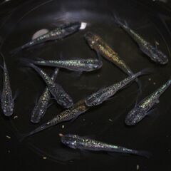メダカ　天界　ペア　Lサイズ