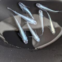 幹之メダカ【成魚】