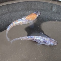 めだか　彩華　稚魚　10匹　