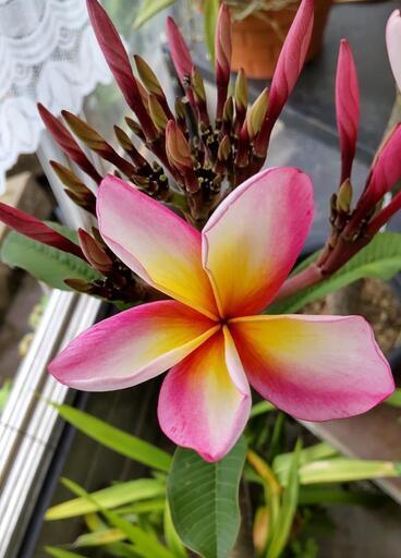 【花  植木】再値下げ‼️プルメリア