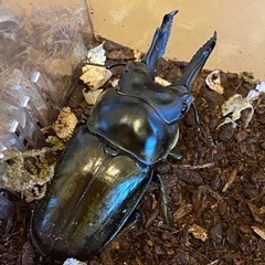 ババオウゴンオニクワガタ