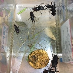 カブトムシ、ノコギリクワガタ