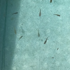 クロメダカで癒されませんか❓の画像
