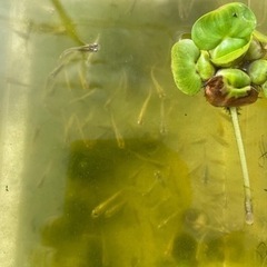 クロメダカで癒されませんか❓の画像