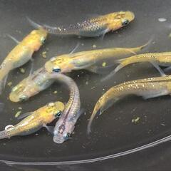 メダカ 月詠 個体１匹３００円の画像