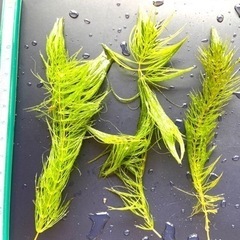 マツモ　山盛り　水草　めだかやエビの隠れ家にの画像