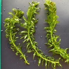 アナカリス　水草　山盛り