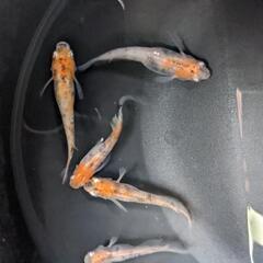 松井三色　メダカ【若魚】の画像