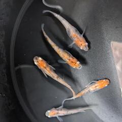 松井三色　メダカ【若魚】の画像