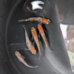 松井三色　メダカ【若魚】の画像