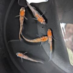 松井三色　メダカ【若魚】の画像