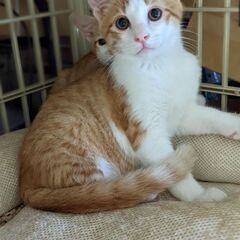 家族として可愛がって下さい❗届出済み（飼い主不在を確認済み）」