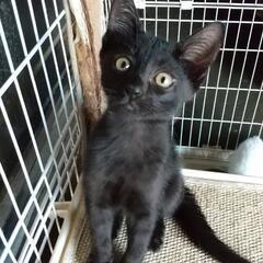 黒猫 生後一ヶ月半里親募集です！
