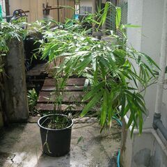 細い竹