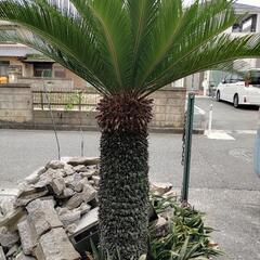 ソテツあげます＼(^o^)／
