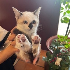 オフホワイトとチャコールグレーの毛並みが特徴、子猫の「チャミ」ち...