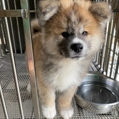 秋田犬専門犬舎　浜大将