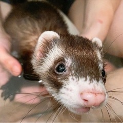 フェレット【取引中】