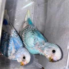 セキセイインコ　雛