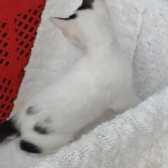 子猫貰ってください💦