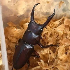 ミシマコクワガタ　硫黄島・稲村岳