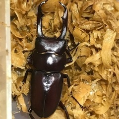 ミシマコクワガタ 	黒島・中里林道