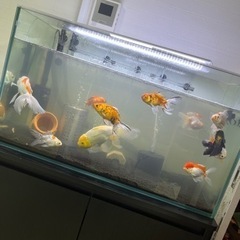 水槽、水槽台の画像