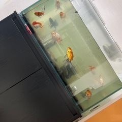 水槽、水槽台の画像