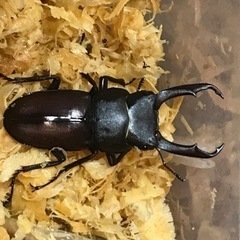 トカラコクワガタ　中之島
