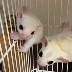 フクロモモンガ　色々🙌 - ペット