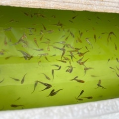 メダカ・竜章鳳姿の針子・稚魚