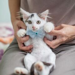 ７月17日(日)三鷹で猫の譲渡会　🌼白黒長毛な男の子　生後3ヶ月...