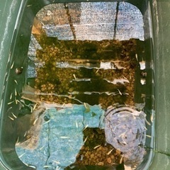 ラメめだか　レクリス　ユリシスの画像
