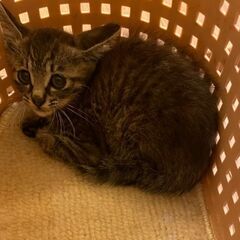 1～2ヶ月の仔猫 目がクリクリでカワイイです‪‪‪‪🥺♡
