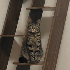 引越しの為に飼えなくなってしまいました