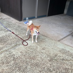 人懐こっくて元気な柴犬雄5歳です(血統証明付き)