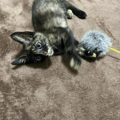 子猫ちやん