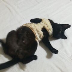 ガリヤセの猫を保護したら性格美人でした。動画チャンネルあります。