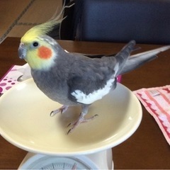 オカメインコ探しています！
