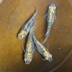 メダカ　緑光体内光　2ペア    上物の画像